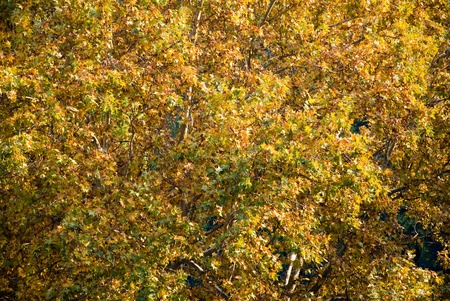 American Sycamore Tree in Late October  Platanus Occidentalis の写真素材