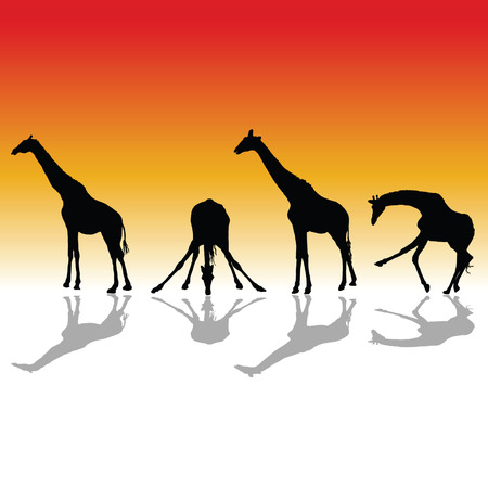 giraffe four vector silhouette with color backgroundのイラスト素材