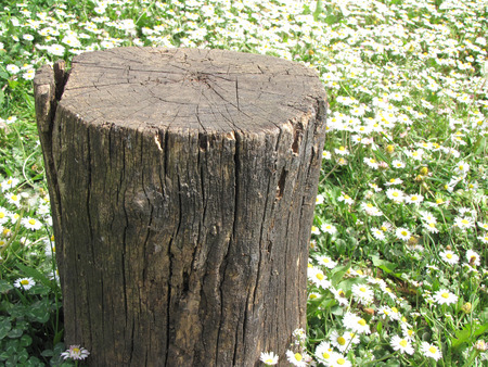 stump tree on green lawns with daisyの写真素材