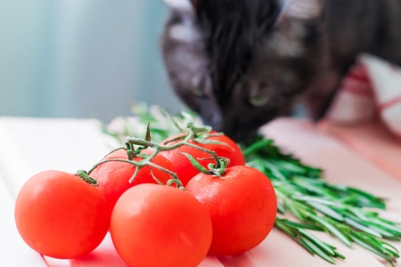 Cherry tomatoes branch with green rosmary on wooden colored table and cat on backgroundの写真素材