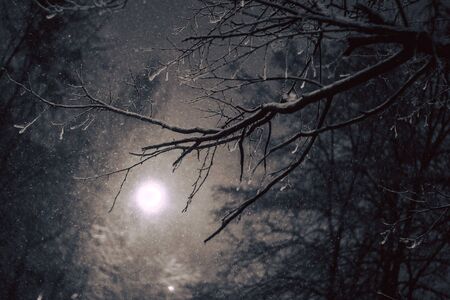 Winter atmospheric night forest scene with falling snow from sky and full moon backlight illuminating bare tree branchesの写真素材
