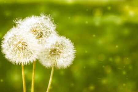 Three white full blowballs dandelions on a green field background. Copyspace. Soft focus.の写真素材