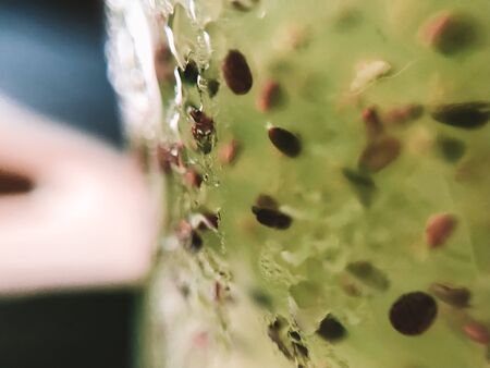 Chia seeds macro icy cold fresh healthy vegan organic green mint lemon drink from Thailand abstract photo with water drops on glass. Close-up.の写真素材
