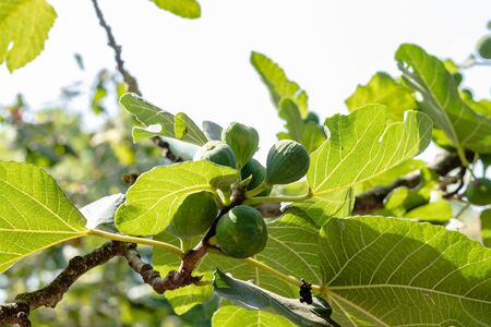 Green figs growing on a tree branch in gargen on Italian farm in Campania on sunny day.の写真素材