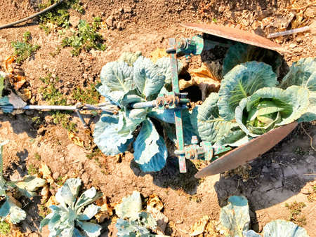 Ripe green round cabbage growing in a garden with a gardening tool ready to be harvested.