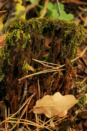 Green moss on a old decrepit piece of wood in a forestの写真素材