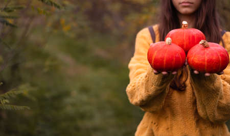 Pumpkin seasonal rural scene. Autumn harvesting and buying pumpkins at farm countryside marketの写真素材