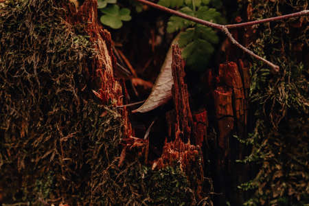Green moss forest naature background on a old decrepit cracked wooden stamp in a forest