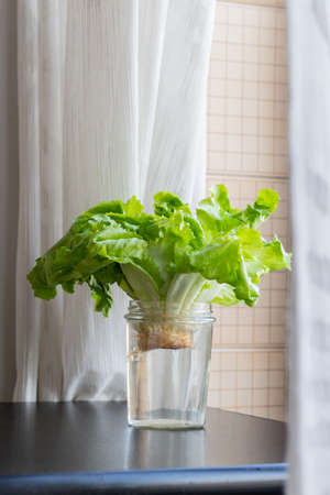 Growing green lettuce in glass with water from scraps on kitchen table.の写真素材