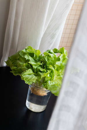 Growing green lettuce in glass with water from scraps on kitchen table.の写真素材