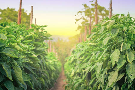 Agricultural landscape in rural area. Green pepper vegetaable bushes.の写真素材