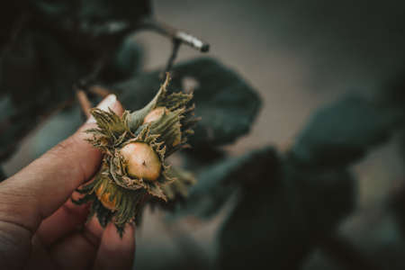 Hand holding green hazelnuts growing on the branch of hazelnut tree. Ready to pick hazelnuts. Grunge dark colors. Selective and soft focus photo with blurred background and space for text.の写真素材