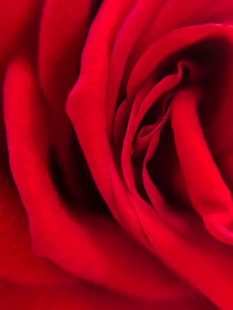 Red rose flower petals blurred defocused macro bokeh floristic backgroundの写真素材