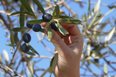 Black olive harvest by hand in Spainの写真素材