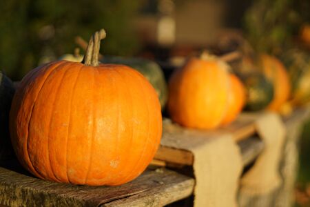 Orange autumn pumpkins on wooden table, thanksgiving postcardの写真素材