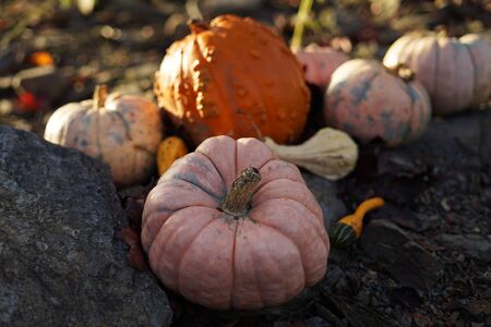 Rare variety of pumpkins on autumn gardenの写真素材