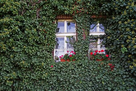 Two windows with flowers on house covered in ivyの写真素材