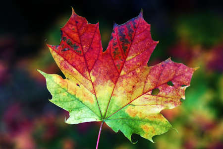 Detail macro of maple leaf with three colours green yellow and red with blurred backgroundの写真素材