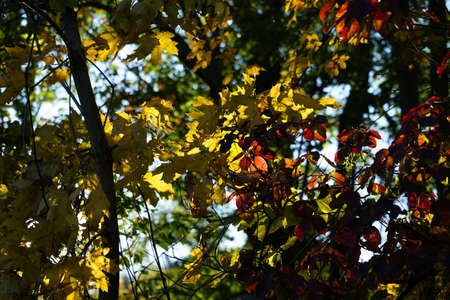 Autumn colourful mix of red, yellow and green leaves on tree conceptの写真素材