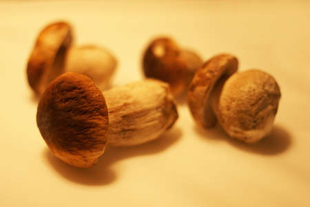 Fresh edible (boletus edulis) autumn mushrooms on tableの写真素材
