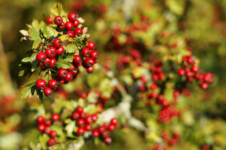 Hawthorn (Crataegus) dark red fruit with blurry background autumn conceptの写真素材