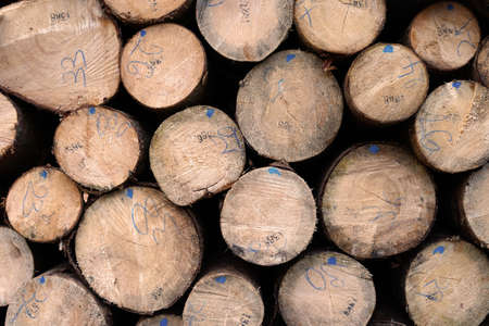 Conifer wooden logs stacked on ground background conceptの写真素材