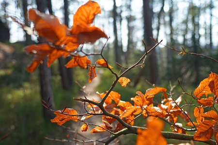 Autumn concept of beech tree branch with orange leaves in blurred wood background against sun beamsの写真素材