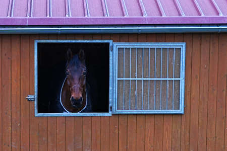 Single brown horse looking from window of stableの写真素材