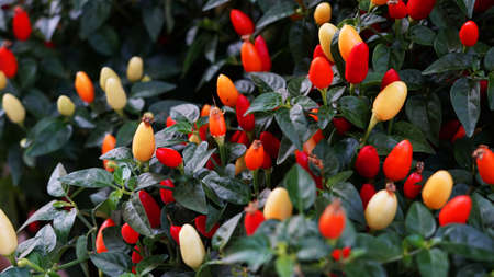 Bio home growing chilli pepper plant with ready to harvest fruit with red colourの写真素材