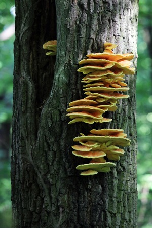 Mushrooms growing on the tree bark. Nice summer sunlight in the woods.