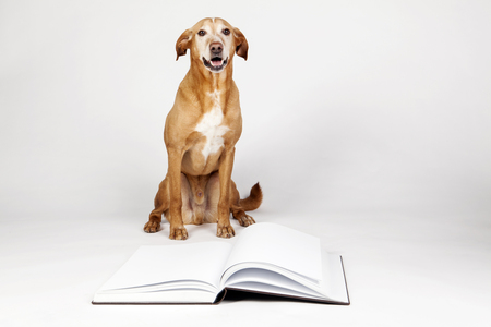 Brown dog sitting by an open book. In the bright background.の写真素材