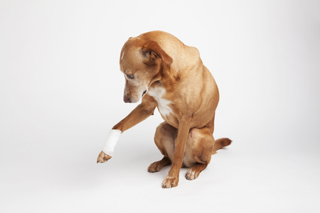 Brown dogâs leg is wrapped in a bandage. Looking at his broken paw.の写真素材