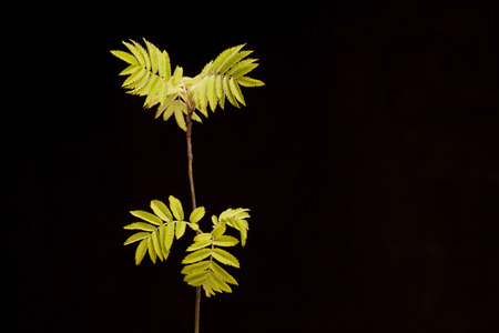 peony, white, flower, black, free, space, background, green, leaf, nature, plant, pure, beautiful, floral, spring, summer, postcard, romantic, garden, decorative, delicate, close upの写真素材