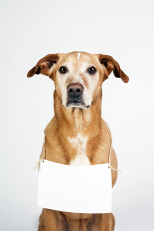 Brown dog with white table for text, message.  Vertical portrait.  Funny animal.の写真素材