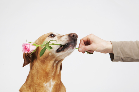 Brown dog with pink rose in its mouth. Manâs hand. Friendship between animal and human.の写真素材