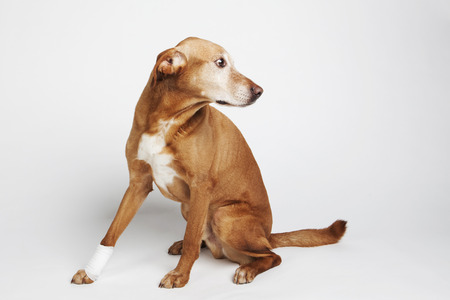 Brown dogâs leg is wrapped in a bandage. Broken paw.の写真素材