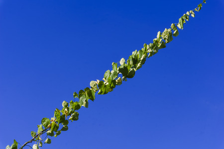 vine climb to skyの写真素材