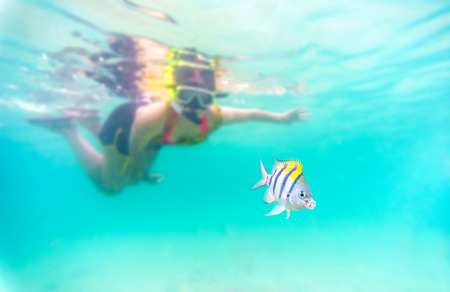 selective focus to the fish : Skin diving or snokerling at shallow of beach distrub the sea lifeの写真素材