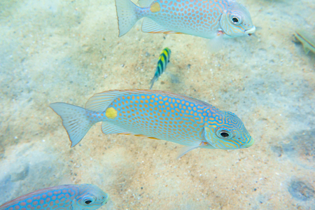 Sea fish at shallow Seabed