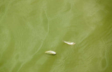 dead wild fish in polluted water in the riverの写真素材