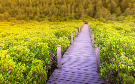 Wood bridge walk way treking trail among mangroove forrest at golden moment in evenningの写真素材
