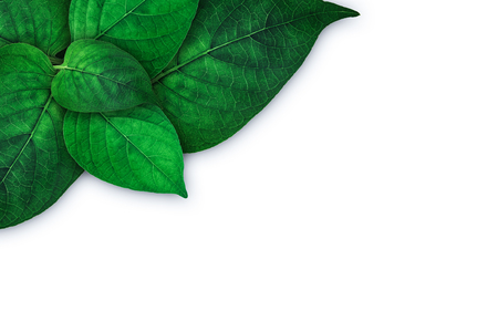 natural concept design ; samless pattern of litle plant on the ground on left of frame for spaceの写真素材