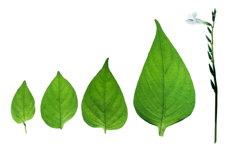 Group of Green leaf with Flower stem. Isolated on a whiteの写真素材