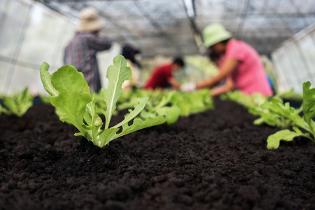 Selective focus of Vegetable sapling over the soil in the greenhouseの写真素材