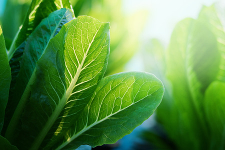 Selective focus of Fresh green Cos on vegertable farmの写真素材