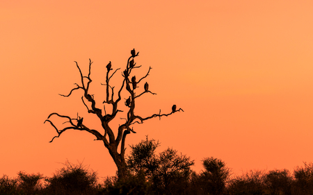 Beautiful sunset and sunrise savannah field with silhouette vultures perching on dry treeの写真素材