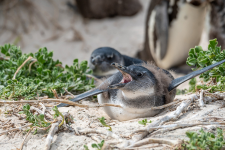 South Africa Penguins in the Boulders Beach Nature Reserve. Cape Town, South Africaの写真素材