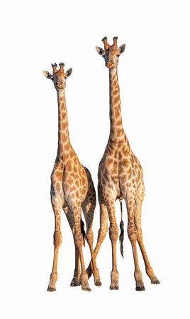 Couple Giraffes isolated on white with Clipping parthの写真素材