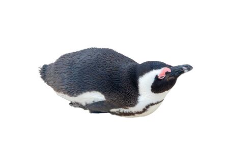South Africa Penguins in the Boulders Beach Nature Reserve. Cape Town, South Africaの写真素材