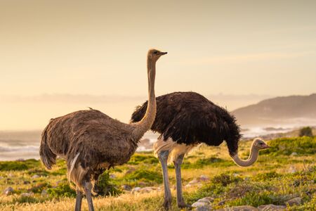 Ostrich walk for living on field at seaside : Cape of good hope , South africaの素材 [FY310143258087]